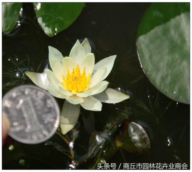 喜欢荷花的花友们有福了，教你如何把迷你荷花养在家