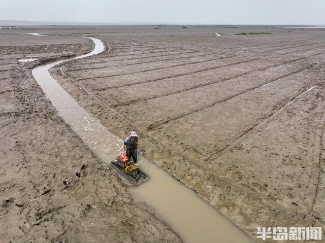 丁字湾畔的挖蚬人