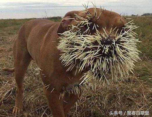 农村致富项目特种养殖