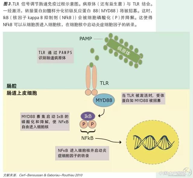 如何让鱼虾提高抗病力，这篇文章讲到点上了