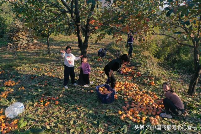 保定徐水区牛永辉：返乡创业“新果农” 念活山场“融合经”