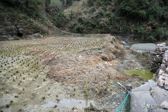 花甲老农耗资万元保护1亩稻田，村民都说不值得，但他不以为然