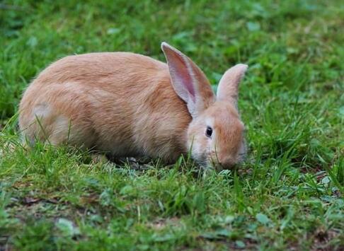 2018年农村养兔补贴标准是怎样的？养4000只兔补贴多少？