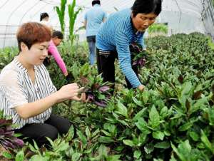 观音菊的养殖方法(农人说农事：四季常见的《红凤菜》，还有那些食用及药用价值)