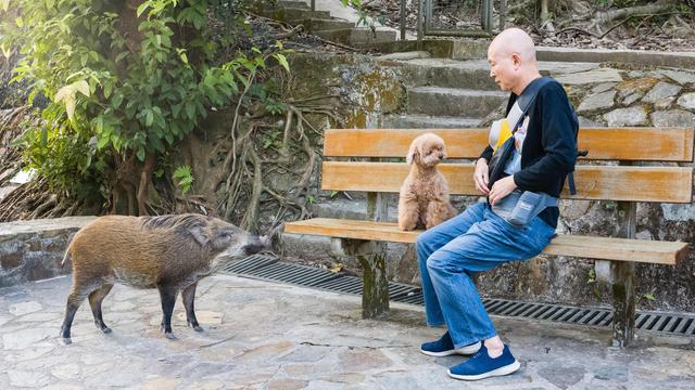 长春街头隔离期惊现2头野猪，没通行证上路乱跑，野猪为何进城？