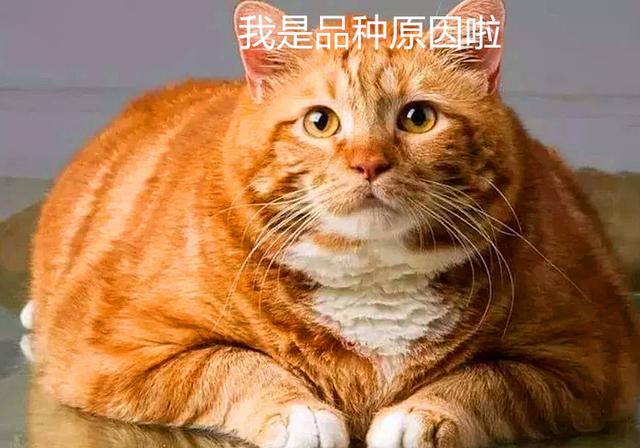 给猫减肥很常见，可你知道如何正确增肥吗？学会就让爱猫远离瘦弱