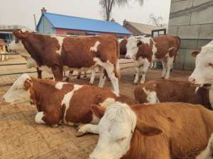 西门塔尔牛犊养殖(西门塔尔肉牛在育肥过程中到底应该怎么喂？能量和蛋白比例搭配好)