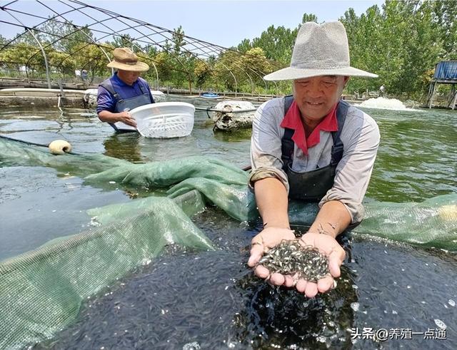 淡水鱼自繁自养，高效丰产也不难，亲鱼是关键