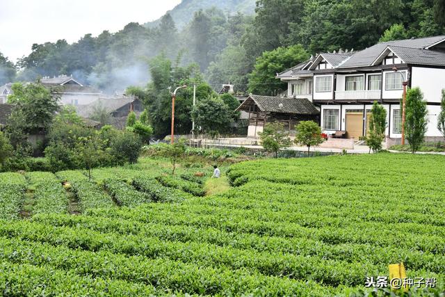 从长远看，在农村搞种植和养殖哪个好？不如种养殖产业结合起来