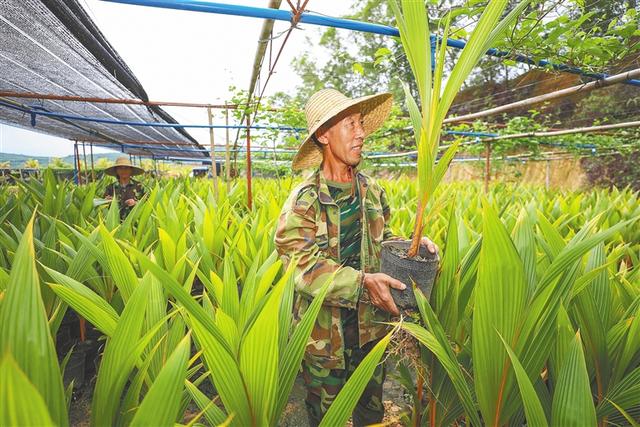 海南屯昌：金椰种植能“生金”牛蛙养殖“顶呱呱”