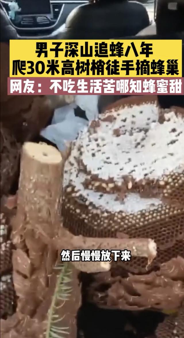 富贵险中求？湖北男子爬30米大树摘蜂巢，背后是疯狂的胡蜂产业