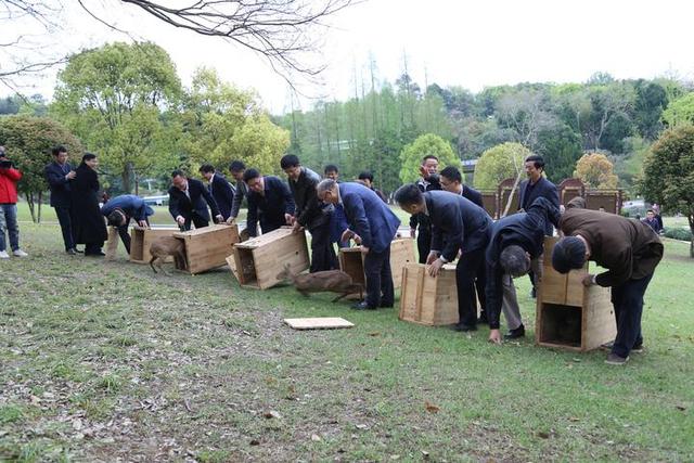 野生动植物保护宣传月来了！今日舟山野外放归了6只人工繁育獐