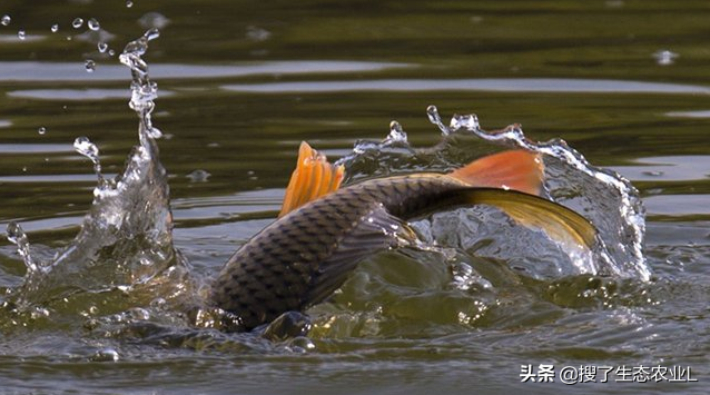 浅谈淡水养殖哪种品种的鱼利润高，收益可观且好养殖