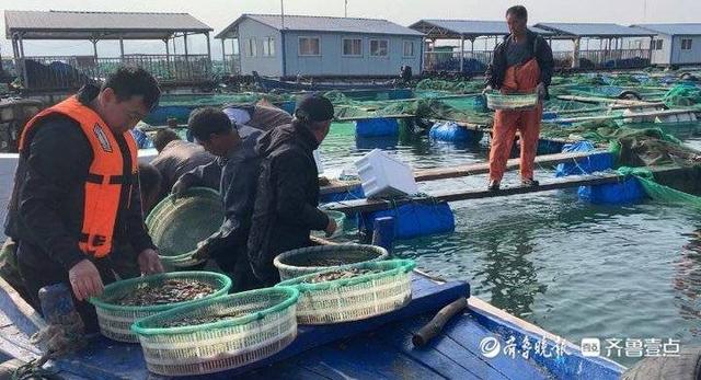 实地探访烟台“参肽肽”海洋牧场：吃海藻长大的网箱海参