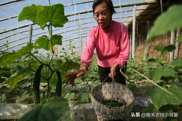 秋季大棚蔬菜高产种植有技巧，棚内5条管理事项要抓好