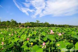 衢州有龙虾养殖场吗(溪山田园 乡宿柯城，体验衢州最美乡村看看老外怎么钓小龙虾的)