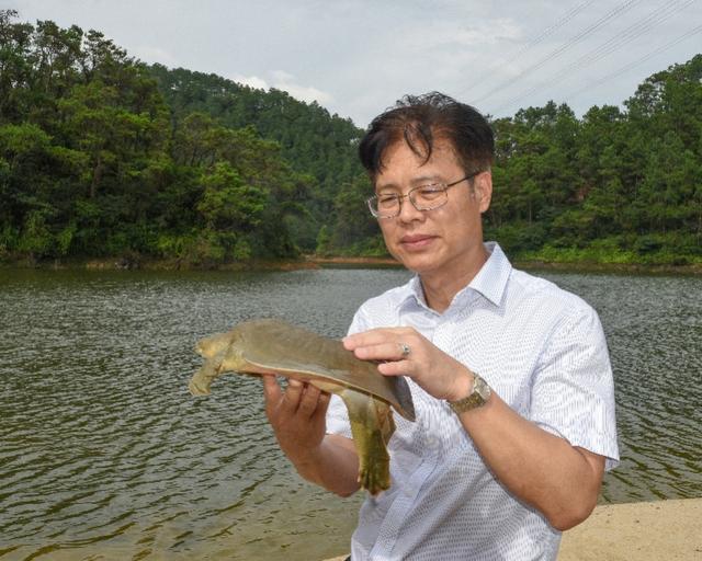 探访我国唯一能人工繁殖幼鼋的基地，受精卵像乒乓球