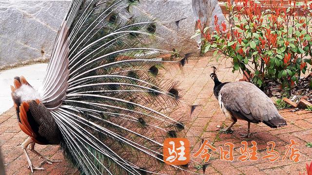 蓝孔雀“开屏季”来了 错过要再等一年