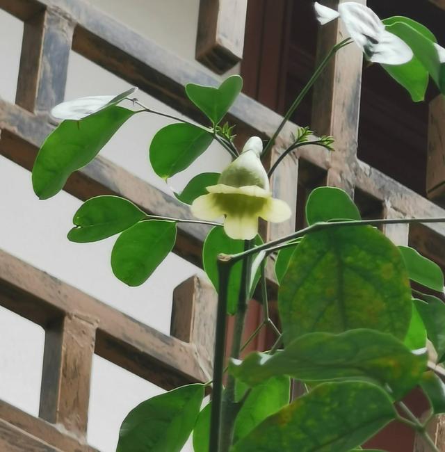 养好幸福树，关键有2点，叶子绿油油枝干壮实开花满枝