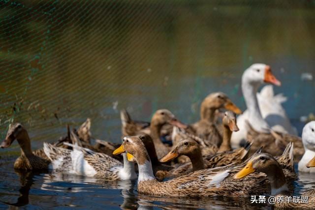 想要肉鸭养得好？这5个方面的细节你不能忽视！