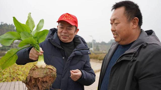 一水三用一田三收 四川荣县“稻虾药”粮经复合综合种养模式让种植户年入200万元