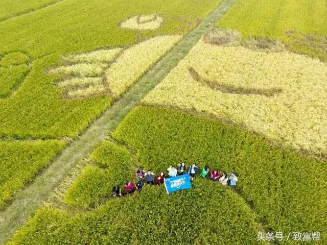 “蟹稻不分家”——种养结合，增产增收，打造“双健康”生态经济