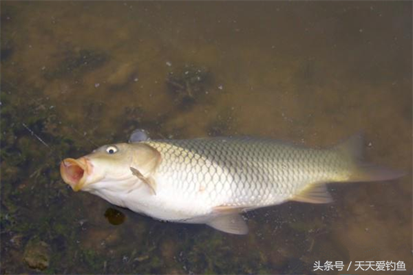 钓友精心整理，野钓鲤鱼的4个饵料配方，制作简单效果好