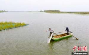 衡水泥鳅养殖基地(一船一码一证：“京津冀最美湿地”衡水湖开湖捕鱼)