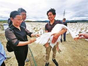 浙江省绍兴市养殖鹅(象山大白鹅当好扶贫使者)