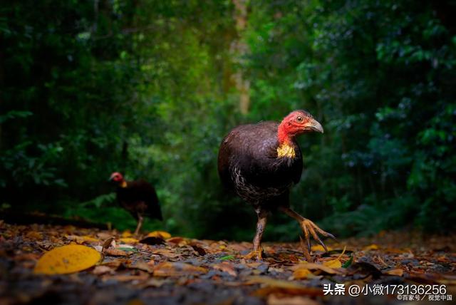 火鸡的养殖方法和注意事项，火鸡其肉质鲜美、营养丰富