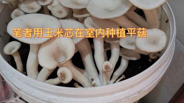 零基础简单几步教你种植人工菌