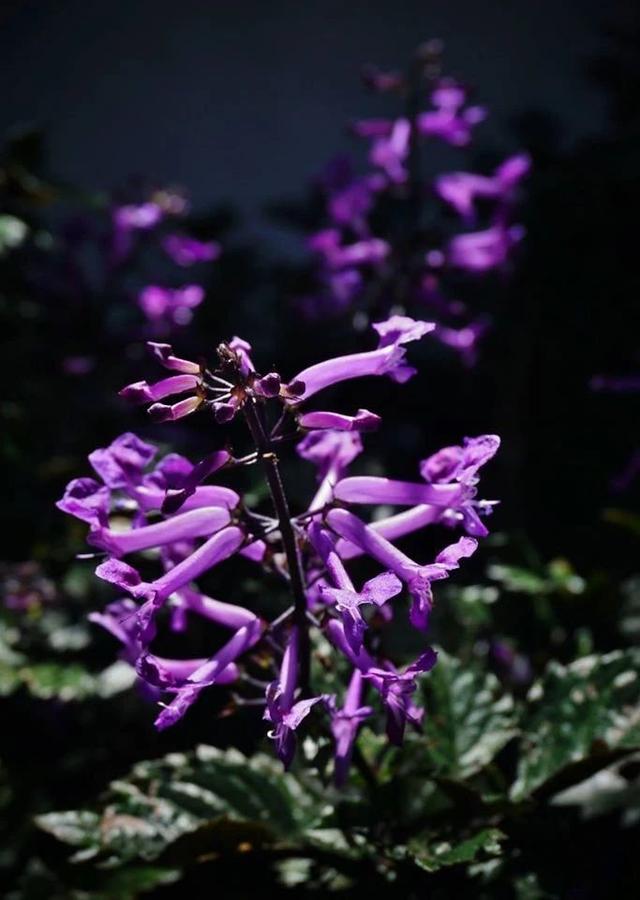 花开得特震撼的特丽莎香茶菜，常被叫做薰衣草，没病虫害，特好养