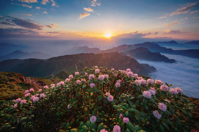 高山杜鹃价值高，注意这几点，自己养出高价盆景