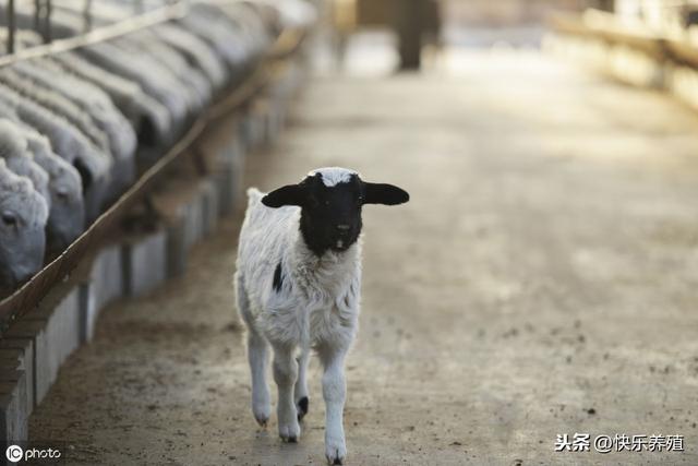 大型养羊场如何管理？建议养羊大户收藏备用