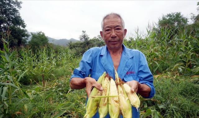 1年破坏百万斤粮食！湖北十堰野猪泛滥，人遇到野猪该如何处理？