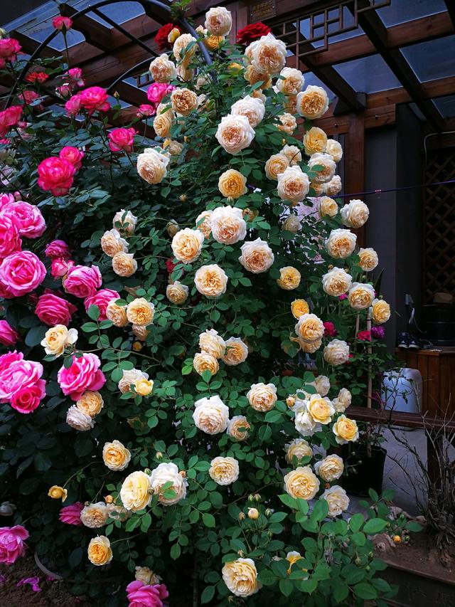 想拥有一面花墙？这种藤月可以，全年花开，花量超多，盆栽也可以