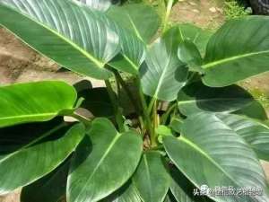 红钻养殖方法和注意事项(植物墙中常用的金钻这种绿植如何养？)