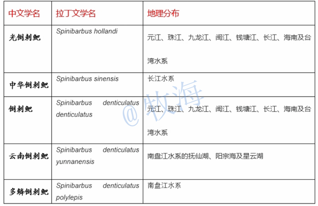 「特种养殖」青波鱼：与军鱼极其相似，养殖潜力大，您见过吗？