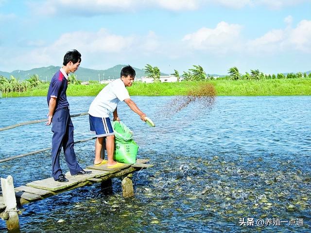 水产饲料提升效果六法，鱼虾旺长有诀窍