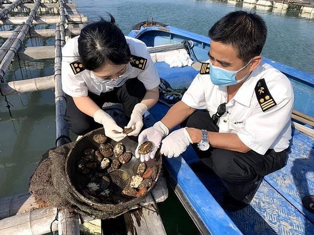 鲍鱼养殖：寡糖型海带发酵饲料的制备，能否降低鲍鱼的病害问题？