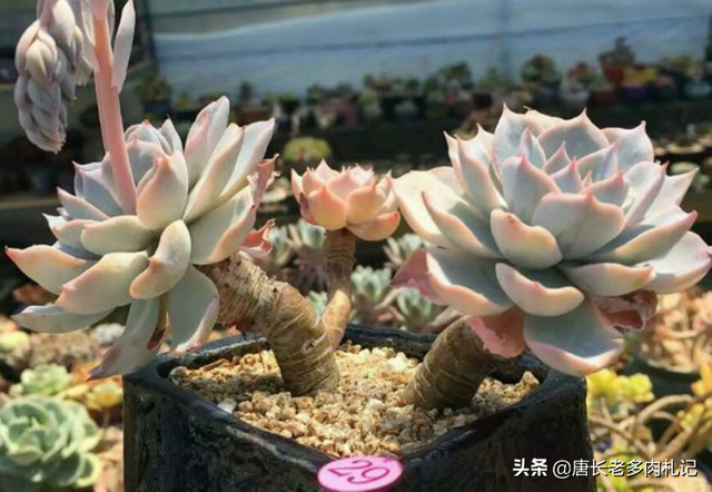 多肉植物皮氏蓝石莲怎么养？可以长期露养吗？