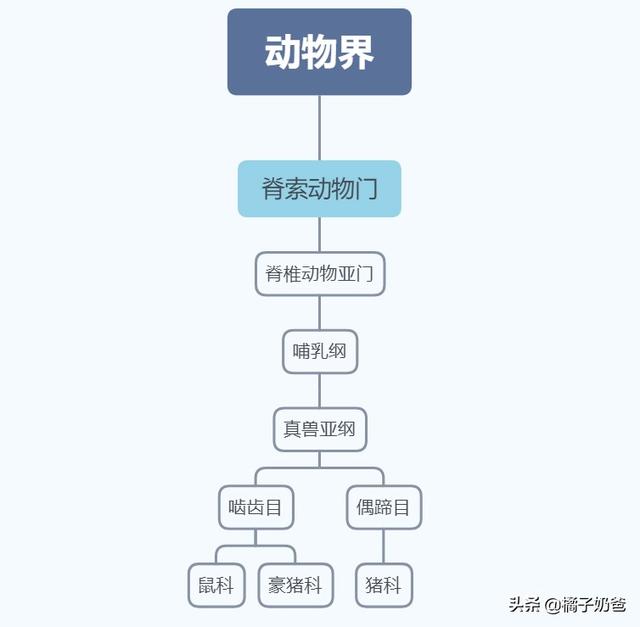 养殖｜豪猪不是猪，好养价更高，浅谈豪猪养殖技术和经济发展前景