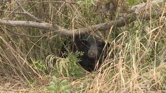 厦门这座山上惊现野猪？还生了一窝猪仔！记者调查发现原来……