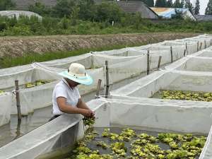 湖南水蛭养殖基地(水蛭养殖走出特色“蛭”富路)