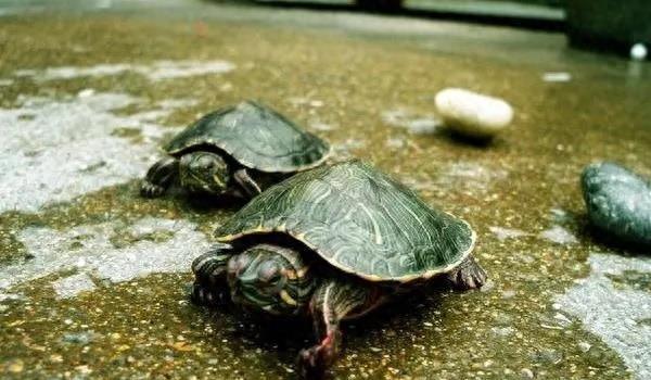 魅力山瑞鳖：生物学揭秘与养殖秘籍