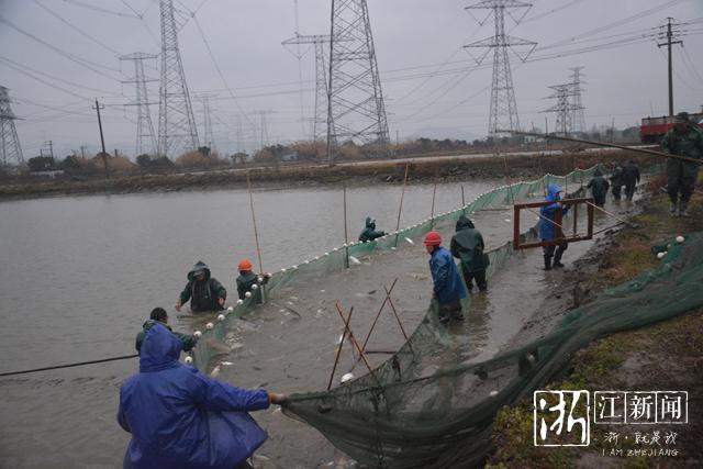 吴兴东林有位养鱼土专家 带着乡亲驯养野鱼致富