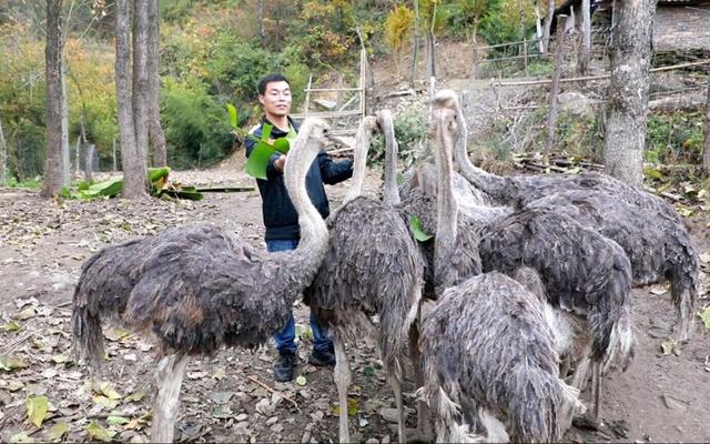 湖北竹山：非洲鸵鸟“安家”东钦村