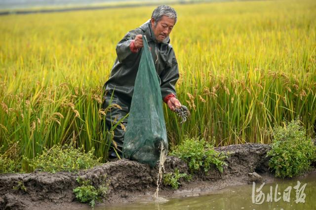 河北唐山：稻香蟹肥正当时 助民增收产业兴