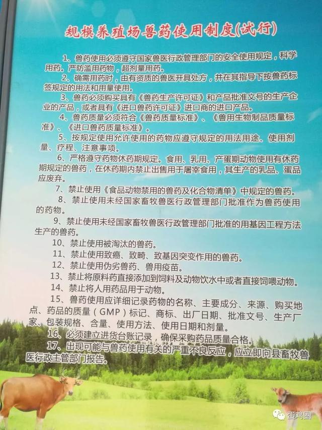 规模化蛋鸡养殖场各种规章规模