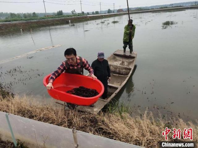 江苏盱眙：“虾稻共生”绿色富民 激活乡村振兴活水